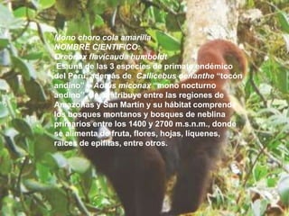 Mono choro cola amarilla
NOMBRE CIENTIFICO:
Oreonax flavicauda humboldt
Es una de las 3 especies de primate endémico
del Perú, además de Callicebus oenanthe “tocón
andino” y Aotus miconax “mono nocturno
andino”. Se distribuye entre las regiones de
Amazonas y San Martín y su hábitat comprende
los bosques montanos y bosques de neblina
primarios entre los 1400 y 2700 m.s.n.m., donde
se alimenta de fruta, flores, hojas, líquenes,
raíces de epifitas, entre otros.
 