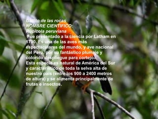 Gallito de las rocas
NOMBRE CIENTIFICO:
Rupicola peruviana
Fue presentado a la ciencia por Latham en
1790. Es una de las aves más
espectaculares del mundo, y ave nacional
del Perú, por su fantástico plumaje y
colorido despliegue para cortejo.
Esta especie es natural de América del Sur
y característico de toda la selva alta de
nuestro país (entre los 900 a 2400 metros
de altura) y se alimenta principalmente de
frutas e insectos.
 