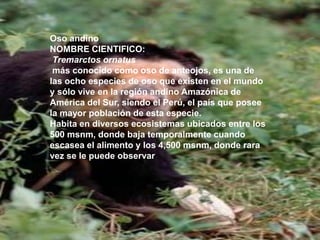 Oso andino
NOMBRE CIENTIFICO:
Tremarctos ornatus
más conocido como oso de anteojos, es una de
las ocho especies de oso que existen en el mundo
y sólo vive en la región andino Amazónica de
América del Sur, siendo el Perú, el país que posee
la mayor población de esta especie.
Habita en diversos ecosistemas ubicados entre los
500 msnm, donde baja temporalmente cuando
escasea el alimento y los 4,500 msnm, donde rara
vez se le puede observar
 