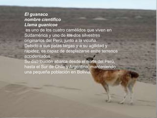 El guanaco
nombre cientifico
Llama guanicoe
es uno de los cuatro camélidos que viven en
Sudamérica y uno de los dos silvestres
originarios del Perú, junto a la vicuña.
Debido a sus patas largas y a su agilidad y
rapidez, es capaz de desplazarse entre terrenos
accidentados.
Su distribución abarca desde el norte del Perú,
hasta el Sur de Chile y Argentina, manteniendo
una pequeña población en Bolivia.
 