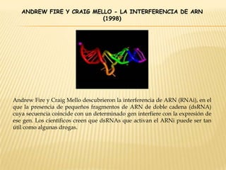 ANDREW FIRE Y CRAIG MELLO - LA INTERFERENCIA DE ARN
(1998)
Andrew Fire y Craig Mello descubrieron la interferencia de ARN (RNAi), en el
que la presencia de pequeños fragmentos de ARN de doble cadena (dsRNA)
cuya secuencia coincide con un determinado gen interfiere con la expresión de
ese gen. Los científicos creen que dsRNAs que activan el ARNi puede ser tan
útil como algunas drogas.
 