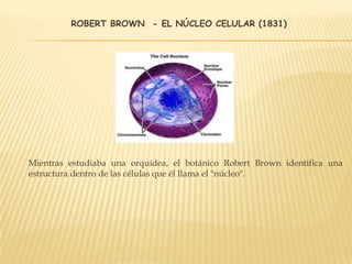 ROBERT BROWN - EL NÚCLEO CELULAR (1831)
Mientras estudiaba una orquídea, el botánico Robert Brown identifica una
estructura dentro de las células que él llama el "núcleo".
 