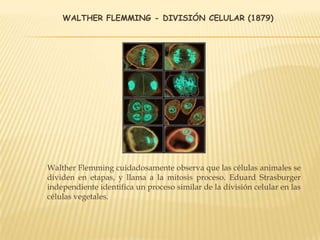 WALTHER FLEMMING - DIVISIÓN CELULAR (1879)
Walther Flemming cuidadosamente observa que las células animales se
dividen en etapas, y llama a la mitosis proceso. Eduard Strasburger
independiente identifica un proceso similar de la división celular en las
células vegetales.
 