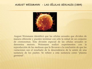 AUGUST WEISMANN - LAS CÉLULAS SEXUALES (1884)
August Weismann identificó que las células sexuales que dividen de
manera diferente y pueden terminar con sólo la mitad de un conjunto
de cromosomas. Esta división especial de las células sexuales se
denomina meiosis. Weismann realizó experimentos con la
reproducción de las medusas que lo llevaron a la conclusión de que las
variaciones son el resultado de la descendencia de la unión de una
sustancia de los padres. Se refiere a esta sustancia como "plasma
germinal".
 