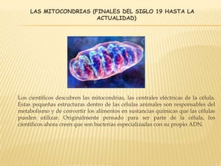 LAS MITOCONDRIAS (FINALES DEL SIGLO 19 HASTA LA
ACTUALIDAD)
Los científicos descubren las mitocondrias, las centrales eléctricas de la célula.
Estas pequeñas estructuras dentro de las células animales son responsables del
metabolismo y de convertir los alimentos en sustancias químicas que las células
pueden utilizar. Originalmente pensado para ser parte de la célula, los
científicos ahora creen que son bacterias especializadas con su propio ADN.
 