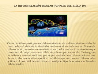 LA DIFERENCIACIÓN CELULAR (FINALES DEL SIGLO 19)
Varios científicos participan en el descubrimiento de la diferenciación celular, lo
que condujo al aislamiento de células madre embrionarias humanas. Durante la
diferenciación, una célula se convierte en uno de los muchos tipos de células que
componen el cuerpo, como una célula de pulmón, piel o músculo. Ciertos genes
se activan y otros se inactivan, por lo que la célula desarrolla estructuras para
llevar a cabo una función específica. Las células que aún no están diferenciadas
y tienen el potencial de convertirse en cualquier tipo de células son llamadas
células madre.
 