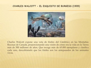 CHARLES WALCOTT - EL ESQUISTO DE BURGESS (1909)
Charles Walcott expone una veta de fósiles del Cámbrico en las Montañas
Rocosas de Canadá, proporcionando una visión de cómo era la vida en la Tierra
más de 500 millones de años. Que recoge más de 65.000 ejemplares y clasifica
cada uno, descubriendo que los fósiles son los antepasados ​​de los animales
vivos.
 