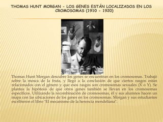 THOMAS HUNT MORGAN - LOS GENES ESTÁN LOCALIZADOS EN LOS
CROMOSOMAS (1910 - 1920)
Thomas Hunt Morgan descubre los genes se encuentran en los cromosomas. Trabajó
sobre la mosca de la fruta, y llegó a la conclusión de que ciertos rasgos están
relacionados con el género y que esos rasgos son cromosomas sexuales (X o Y). Se
plantea la hipótesis de que otros genes también se llevan en los cromosomas
específicos. Utilizando la recombinación de cromosomas, él y sus alumnos hacen un
mapa con las ubicaciones de los genes en los cromosomas. Morgan y sus estudiantes
escribieron el libro "El mecanismo de la herencia mendeliana".
 