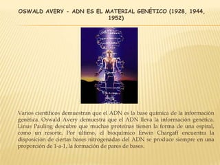 OSWALD AVERY - ADN ES EL MATERIAL GENÉTICO (1928, 1944,
1952)
Varios científicos demuestran que el ADN es la base química de la información
genética. Oswald Avery demuestra que el ADN lleva la información genética.
Linus Pauling descubre que muchas proteínas tienen la forma de una espiral,
como un resorte. Por último, el bioquímico Erwin Chargaff encuentra la
disposición de ciertas bases nitrogenadas del ADN se produce siempre en una
proporción de 1-a-1, la formación de pares de bases.
 