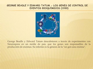GEORGE BEADLE Y EDWARD TATUM - LOS GENES DE CONTROL DE
EVENTOS BIOQUÍMICOS (1930)
George Beadle y Edward Tatum descubrieron a través de experimentos con
Neurospora en un molde de pan, que los genes son responsables de la
producción de enzimas. Su informe es la génesis de la "un gen-una enzima".
 