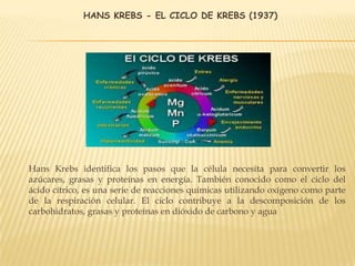 HANS KREBS - EL CICLO DE KREBS (1937)
Hans Krebs identifica los pasos que la célula necesita para convertir los
azúcares, grasas y proteínas en energía. También conocido como el ciclo del
ácido cítrico, es una serie de reacciones químicas utilizando oxígeno como parte
de la respiración celular. El ciclo contribuye a la descomposición de los
carbohidratos, grasas y proteínas en dióxido de carbono y agua
 