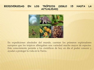 BIODIVERSIDAD EN LOS TRÓPICOS (SIGLO 15 HASTA LA
ACTUALIDAD)
En expediciones alrededor del mundo, cuentan los primeros exploradores
europeos que los trópicos albergaban una variedad mucho mayor de especies.
Este conocimiento permite a los científicos de hoy en día el poder conocer y
ayudar a proteger la vida en la Tierra.
 