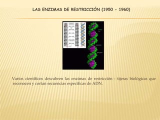 LAS ENZIMAS DE RESTRICCIÓN (1950 - 1960)
Varios científicos descubren las enzimas de restricción - tijeras biológicas que
reconocen y cortan secuencias específicas de ADN.
 
