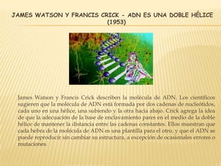 JAMES WATSON Y FRANCIS CRICK - ADN ES UNA DOBLE HÉLICE
(1953)
James Watson y Francis Crick describen la molécula de ADN. Los científicos
sugieren que la molécula de ADN está formada por dos cadenas de nucleótidos,
cada uno en una hélice, una subiendo y la otra hacia abajo. Crick agrega la idea
de que la adecuación de la base de enclavamiento pares en el medio de la doble
hélice de mantener la distancia entre las cadenas constantes. Ellos muestran que
cada hebra de la molécula de ADN es una plantilla para el otro, y que el ADN se
puede reproducir sin cambiar su estructura, a excepción de ocasionales errores o
mutaciones.
 