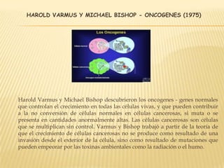HAROLD VARMUS Y MICHAEL BISHOP - ONCOGENES (1975)
Harold Varmus y Michael Bishop descubrieron los oncogenes - genes normales
que controlan el crecimiento en todas las células vivas, y que pueden contribuir
a la no conversión de células normales en células cancerosas, si muta o se
presenta en cantidades anormalmente altas. Las células cancerosas son células
que se multiplican sin control. Varmus y Bishop trabajó a partir de la teoría de
que el crecimiento de células cancerosas no se produce como resultado de una
invasión desde el exterior de la célula, sino como resultado de mutaciones que
pueden empeorar por las toxinas ambientales como la radiación o el humo.
 