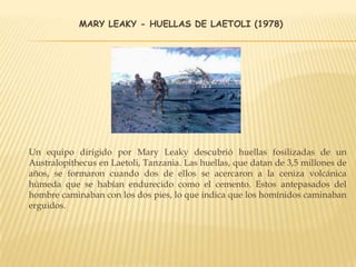 MARY LEAKY - HUELLAS DE LAETOLI (1978)
Un equipo dirigido por Mary Leaky descubrió huellas fosilizadas de un
Australopithecus en Laetoli, Tanzania. Las huellas, que datan de 3,5 millones de
años, se formaron cuando dos de ellos se acercaron a la ceniza volcánica
húmeda que se habían endurecido como el cemento. Estos antepasados ​​del
hombre caminaban con los dos pies, lo que indica que los homínidos caminaban
erguidos.
 