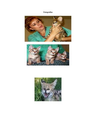 Fotografías
 