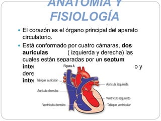 ANATOMÍA Y
FISIOLOGÍA
 El corazón es el órgano principal del aparato
circulatorio.
 Está conformado por cuatro cámaras, dos
aurículas ( izquierda y derecha) las
cuales están separadas por un septum
interauricular y dos ventrículos ( izquierdo y
derecho) separados por el septum
interventricular.
 