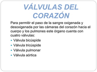 VÁLVULAS DEL
CORAZÓN
Para permitir el paso de la sangre oxigenada y
desoxigenada por las cámaras del corazón hacia el
cuerpo y los pulmones este órgano cuenta con
cuatro válvulas:
 Válvula bicúspide
 Válvula tricúspide
 Válvula pulmonar
 Válvula aórtica
 