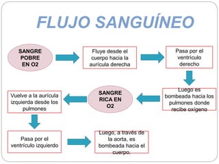 FLUJO SANGUÍNEO
SANGRE
POBRE
EN O2
Fluye desde el
cuerpo hacia la
aurícula derecha
Pasa por el
ventrículo
derecho
Luego es
bombeada hacia los
pulmones donde
recibe oxígeno
Vuelve a la aurícula
izquierda desde los
pulmones
SANGRE
RICA EN
O2
Pasa por el
ventrículo izquierdo
Luego, a través de
la aorta, es
bombeada hacia el
cuerpo.
 