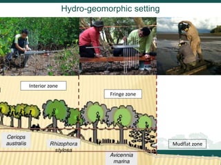 Blue carbon science for sustainable coastal development