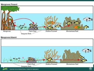 Blue carbon science for sustainable coastal development