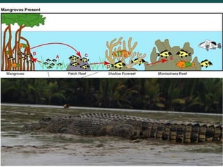 Blue carbon science for sustainable coastal development