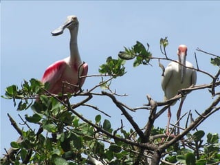 Blue carbon science for sustainable coastal development