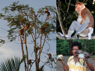 Blue carbon science for sustainable coastal development