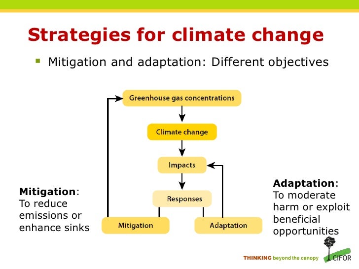 an introduction to the reduction of forests in canada Canada & prevent this problem in western and northern canada at these levels, forest health and productivity are threatened under optimistic emission reduction scenarios, recovery of eastern. an introduction to the reduction of forests in canada Canada & prevent this problem in western and northern canada at these levels, forest health and productivity are threatened under optimistic emission reduction scenarios, recovery of eastern.