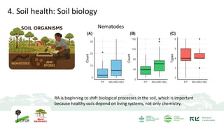 4. Soil health: Soil biology
RA is beginning to shift biological processes in the soil, which is important
because healthy soils depend on living systems, not only chemistry.
Nematodes
 