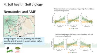 Nematodes and AMF
Relationships between AMF spore counts (per kg of soil) and
environmental gradients
Relationships between nematode counts per 50g of soil and three
environmental gradients
Biological gains are real, but they are context-
specific, and strongest in cooler, wetter, higher-
elevation environments
4. Soil health: Soil biology
 