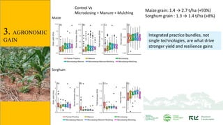 Integrated practice bundles, not
single technologies, are what drive
stronger yield and resilience gains
Maize
Sorghum
3. AGRONOMIC
GAIN
Maize grain: 1.4 → 2.7 t/ha (+93%)
Sorghum grain : 1.3 → 1.4 t/ha (+8%)
Control Vs
Microdosing + Manure + Mulching
 