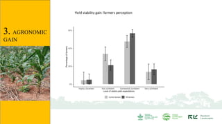 Yield stability gain: farmers perception
3. AGRONOMIC
GAIN
 