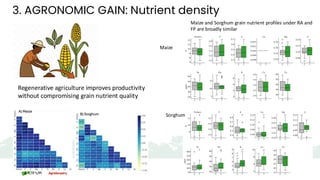 3. AGRONOMIC GAIN: Nutrient density
Maize
Sorghum
Maize and Sorghum grain nutrient profiles under RA and
FP are broadly similar
Regenerative agriculture improves productivity
without compromising grain nutrient quality
 