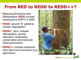 Redd REDD+ and Biodiversity Conservation | PPTX
