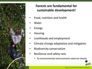 Forests are fundamental for
sustainable development!
• Food, nutrition and health
• Water
• Energy
• Housing
• Livelihoods and employment
• Climate change adaptation and mitigation
• Biodiversity conservation
• Resilience and safety nets
 To environmental and economic external shocks
 