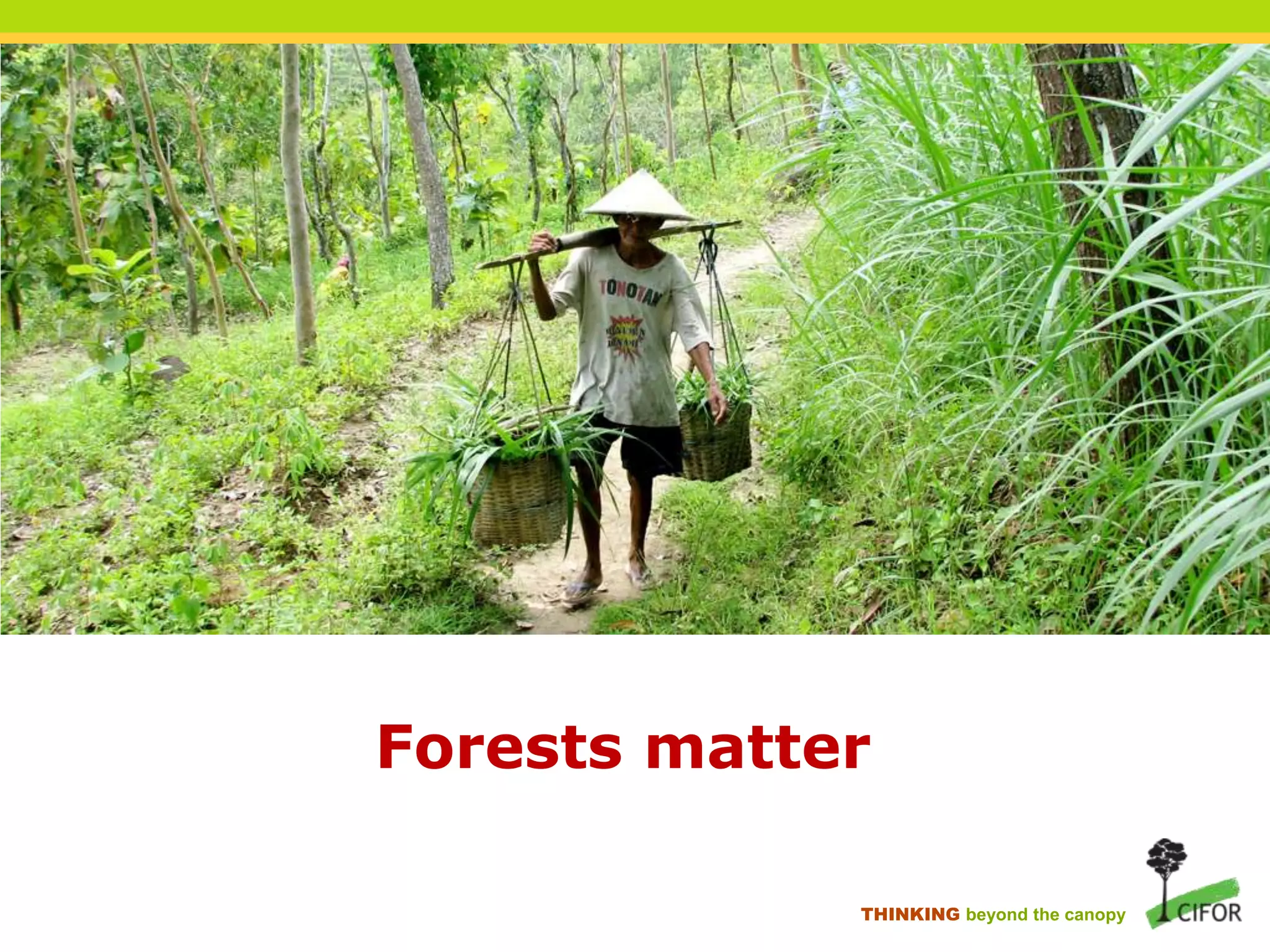 Forests matter
THINKING beyond the canopy

 