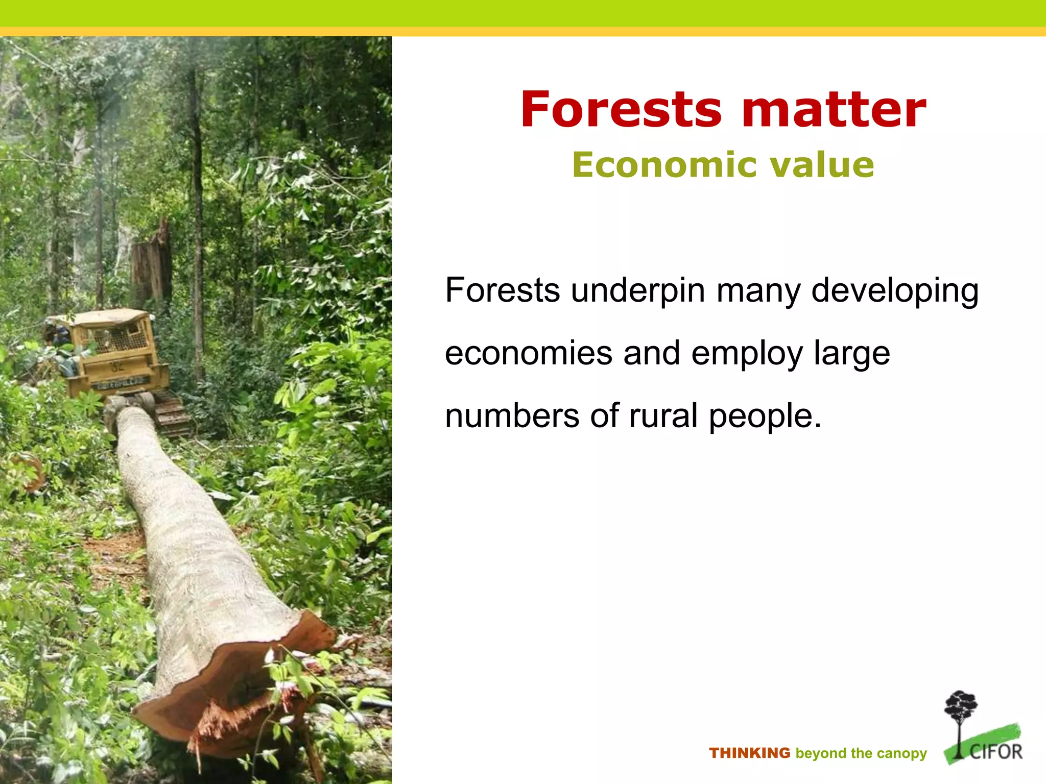 Forests matter
Economic value

Forests underpin many developing
economies and employ large
numbers of rural people.

THINKING beyond the canopy

 