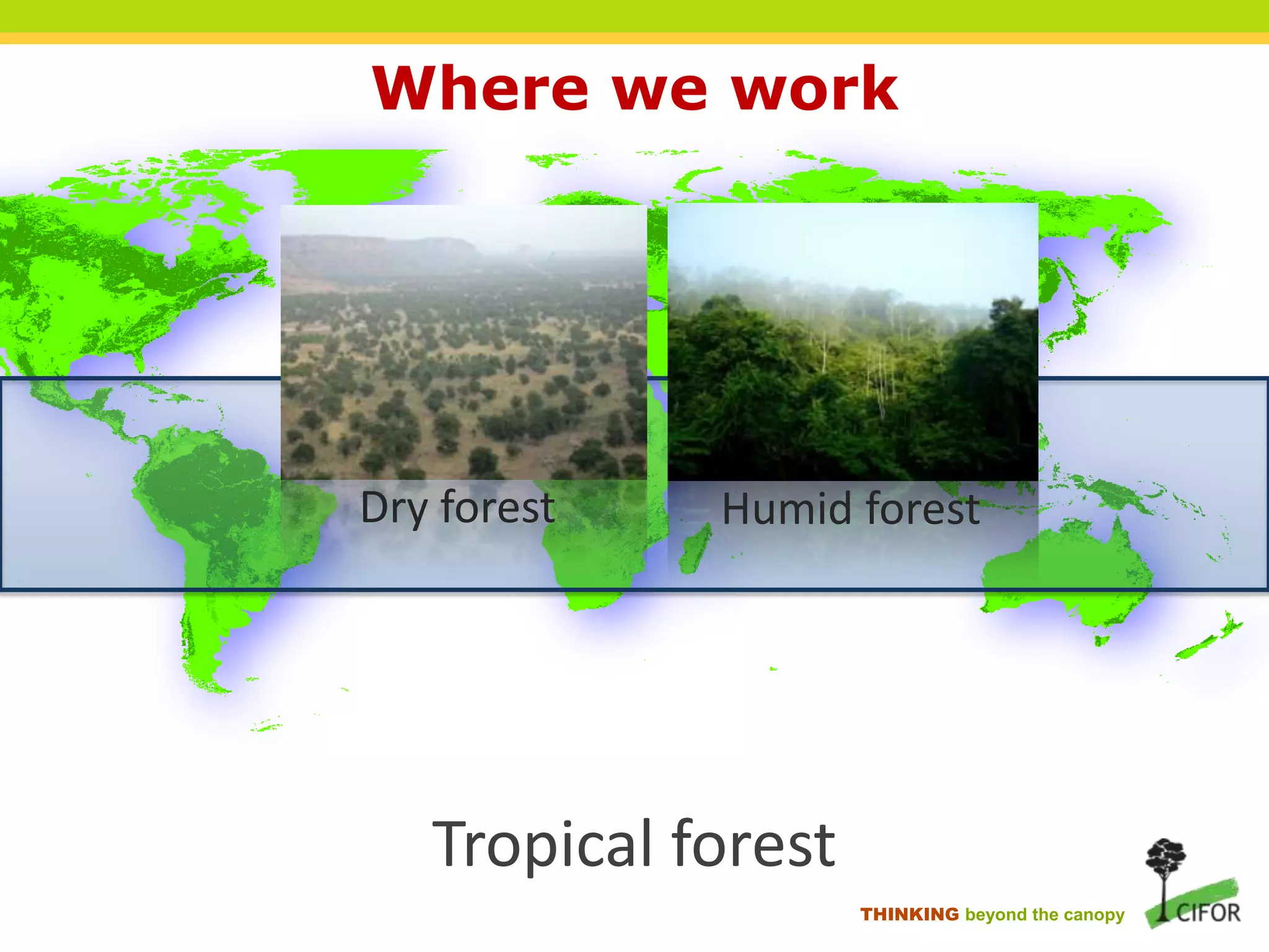 Where we work

Dry forest

Humid forest

Tropical forest
THINKING beyond the canopy

 