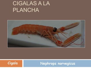 CIGALAS A LA
PLANCHA
Nephrops norvegicusCigala
 