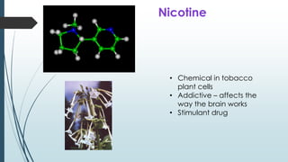 • Chemical in tobacco
plant cells
• Addictive – affects the
way the brain works
• Stimulant drug
Nicotine
 