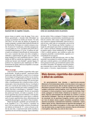passou imune ao apetite voraz da praga. Com o pro-
blema generalizado, a fazenda tinha dificuldade em
avançar na produção de arrobas por hectare. Na safra
2012/2013, um ano antes da adoção do programa de
manejo integrado, a produtividade média da fazenda foi
de 16@/ha/ano. De lá para cá o cenário começou a mu-
dar.Ao passo de 1,5 @/ha/ano, a fazenda conseguiu ele-
var esse ganho em 37,5%. Na última safra (2016/2017),
a produtividade alcançou 22 @/ha. A melhora do índi-
ce pode ser creditada à intensificação do sistema produ-
tivo, com o aumento das áreas com solos corrigidos e
adubados e suplementação do gado, mas o controle da
praga também teve uma contribuição decisiva. “Sem a
adoção do MIP no controle das cigarrinhas, o ganho em
arrobas por hectare seria limitado”, garante Aguiar. O
professor foi responsável pela implantação do MIP e
treinamento da equipe, além de acompanhar a execução
do programa na fazenda.
Mãos na praga
Antes de iniciar o combate à cigarrinha, toda a equi-
pe da fazenda – do peão ao gerente – passou por treina-
mento para saber identificar o inseto e/ou os sintomas
de seu ataque na forrageira para auxiliar no seu monito-
ramento. Com o conhecimento na bagagem, era hora de
ir para a pastagem em busca da praga. No caso da cigar-
rinha, o monitoramento deve começar de duas a três se-
manas após o início das primeiras chuvas.Aavaliação é
feita com o auxílio de uma moldura em forma quadran-
gular, a mesma utilizada para medir a produção de for-
ragem. Para fazer a amostragem, o “quadrado” é lança-
do aleatoriamente na pastagem. Devem ser amostrados
dez pontos por hectare, em todos os piquetes. As nin-
fas da cigarrinha-dos-canaviais habitam o colo da plan-
ta (porção intermediária entre a parte aérea e a subterrâ-
nea) e na parte superficial das raízes, diferentemente da
cigarrinha-das-pastagens, que prefere a base da planta.
Depois de lançado o quadrado, que na fazenda é fei-
to de vergalhão (1 m x 1 m), começa a “varredura” na
área. Com um rastelo de jardim, acessório formado por
um tridente em formato de “L”, como se fossem os de-
dos de uma mão, o responsável pela tarefa escarifica a
superfície do solo em busca da praga.Após a identifica-
ção das ninfas é feita a contagem. O número é anotado
numa caderneta e, posteriormente, transferido para uma
ficha de controle, onde consta o mapa do módulo com
seus respectivos piquetes delimitados, além de uma es-
cala de cores, onde cada cor corresponde a um nível de
infestação. “É um formato que facilita visualizar a si-
tuação de cada piquete para tomar as medidas necessá-
rias”, explica o professor. Quando a população da praga
no piquete supera o limite estabelecido, de 5 ninfas/m2,
é feito o controle químico, que combina as ações dos
compostos piretróide e neonicotinóide, segundo as re-
comendações de um técnico.
O programa do MIP preconiza que, uma vez diag-
nosticada a necessidade de combate à praga, a primeira
ação seja o controle químico, a ser realizado sobre a pri-
meira geração do inseto, que normalmente aparece entre
novembro e dezembro. Na segunda e terceiras gerações,
que costumam dar as caras entre dezembro e janeiro e
entre janeiro e fevereiro, respectivamente, o controle
Mais danosa, cigarrinha-dos-canaviais
é difícil de controlar.
Há aproximadamente duas décadas, a cigarrinha-dos-canaviais
(Mahanarva fimbriolata) estava restrita, como seu próprio nome sugere, às
lavouras de cana-de-açúcar, além de atacar capineiras de capim-elefante
(Pennisetum purpureum Schum). A partir daí a praga decidiu diversificar o
cardápio e abocanhar outras forrageiras, como o braquiarão. Os ataques,
começaram no bioma amazônico, mas já romperam as fronteiras. Atual-
mente, pastagens no Centro-Oeste e Sudeste já se deparam com o pro-
blema. Algumas particularidades têm dificultado seu controle e a tornam
mais danosa à pastagem. “Esse tipo de cigarrinha não teve um histórico
de coevolução com as gramíneas forrageiras, durante o qual é possível,
por meio de seleção natural, surgirem variedades susceptíveis, modera-
damente susceptíveis, moderadamente resistentes e resistentes”, explica
Adilson Aguiar, da Fazu. Diferentemente da cigarrinha-das-pastagens, em
que apenas a fase adulta é toxicogênica (a ninfa suga a seiva da planta,
mas não injeta toxina), na cigarrinha-dos-canaviais a fase de ninfa também
é toxicogênica. Além disso, seu ciclo de vida é maior.
dezembro 2017 DBO 81
Quadrado feito de vergalhão é lançado... ninfas são vasculhadas dentro do perímetro.
Fotos:RogérioCorrea
 