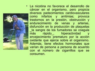 La nicotina no favorece el desarrollo de cáncer en el organismo, pero propicia diversos padecimientos cardiovasculares como infartos y arritmias; provoca trastornos en la presión, obstrucción y endurecimiento de venas y arterias, disfunción en la producción de plaquetas _la sangre de los fumadores se coagula más rápido_, hiperactividad y envejecimiento prematuro por la acción oxidante que ejerce sobre el organismo. Además, tiene efectos hormonales que varían de persona a persona de acuerdo con el número de cigarrillos que se consumen. 