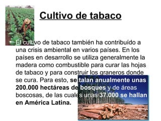 Cultivo de tabaco El culti vo de tabaco también ha contribuído a una crisis ambiental en varios países. En los países en desarrollo se utiliza generalmente la madera como combustible para curar las hojas de tabaco y para construir los graneros donde se cura. Para esto,  se  talan anualmente unas  200.000 hectáreas de  bosques  y de áreas  boscosas, de las cuale s   unas  37.000 se hallan  en América Latina.   