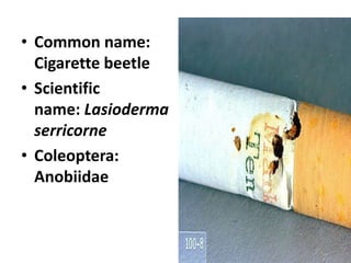 • Common name:
Cigarette beetle
• Scientific
name: Lasioderma
serricorne
• Coleoptera:
Anobiidae
 