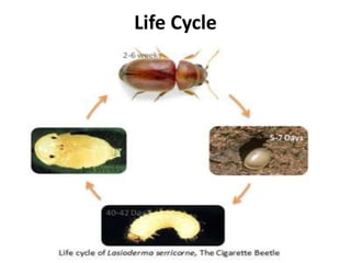 cigarette beetle diagram Cigratte Lasioderma serricorne - Wikipedia