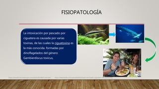 FISIOPATOLOGÍA
La intoxicación por pescado por
ciguatera es causada por varias
toxinas, de las cuales la ciguatoxina es
la más conocida. formadas por
dinoflagelados del género
Gambierdiscus toxicus,
https://emedicine.medscape.com/article/813869-overview. https://teksmedik.com/uptodate20/d/topic.htm?path=ciguatera-fish-poisoning
 