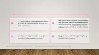 CTX produce efectos tóxicos mediante la activación
de canales de sodio dependientes de voltaje en la
unión neuromuscular.
La activación da como resultado hiperexcitabilidad
de la membrana, liberación espontánea repetitiva
de neurotransmisores, bloqueo de la transmisión
sináptica y agotamiento de las vesículas sinápticas.
Los efectos son más pronunciados en los tejidos
neuronales, cardíacos y gastrointestinales.
La ciguatoxina aumenta el tono parasimpático y
altera los reflejos simpáticos.
https://emedicine.medscape.com/article/813869-overview. https://teksmedik.com/uptodate20/d/topic.htm?path=ciguatera-fish-poisoning
 