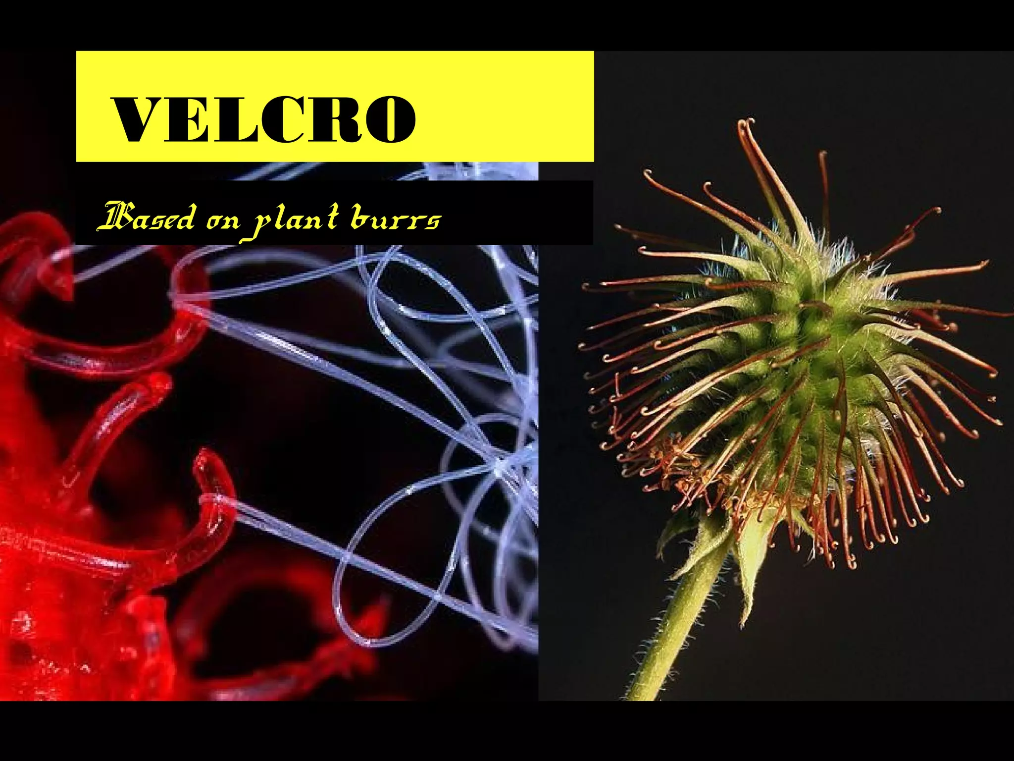 VELCRO
Based on plant burrs
 